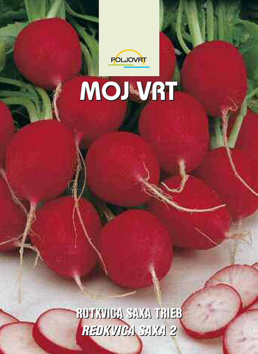 Rotkvica Saxa trieb